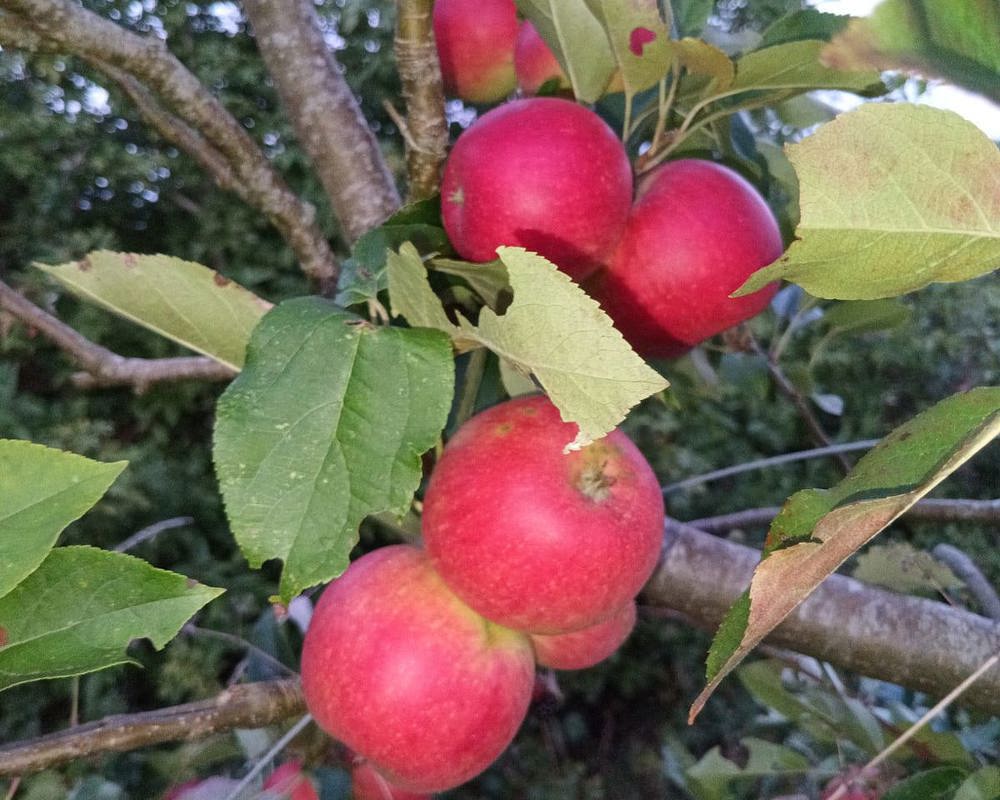 Discovery Apples