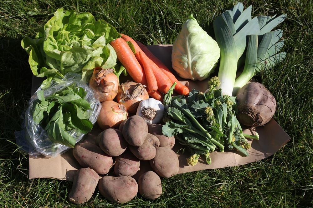 Large Veg Box Organic