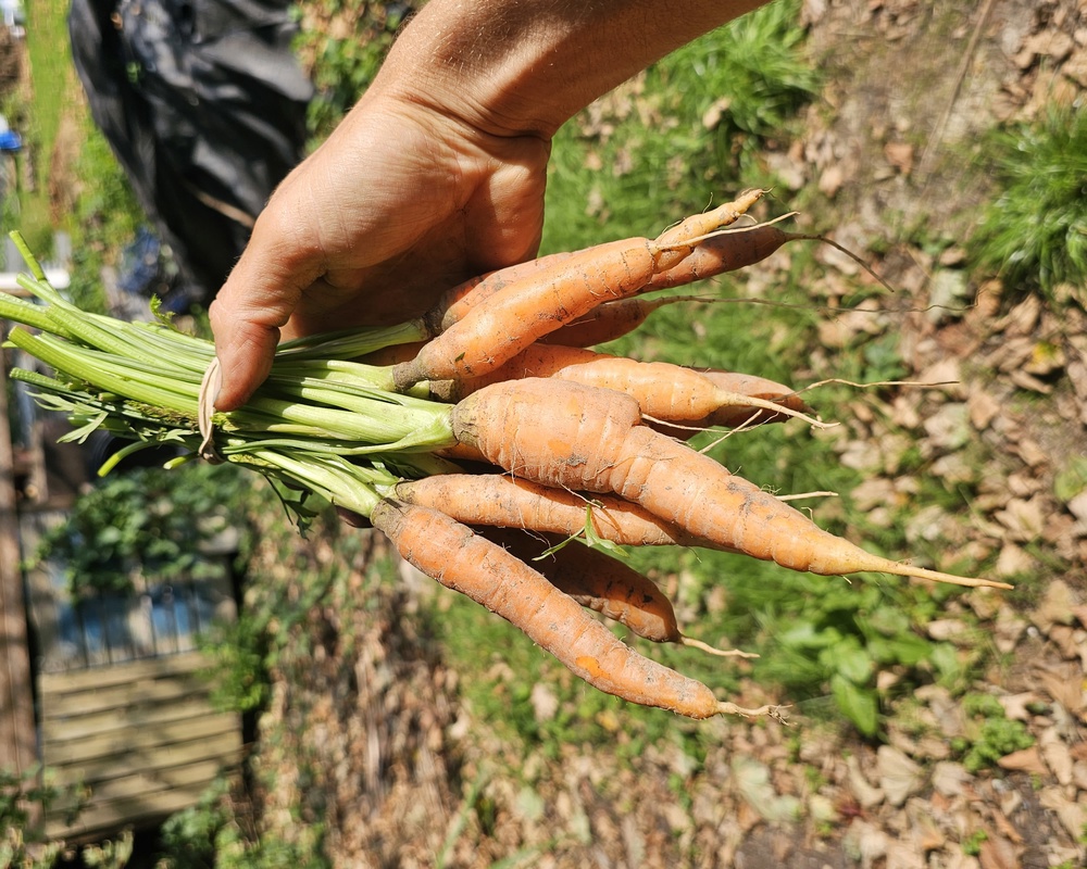 Carrot bunch baby