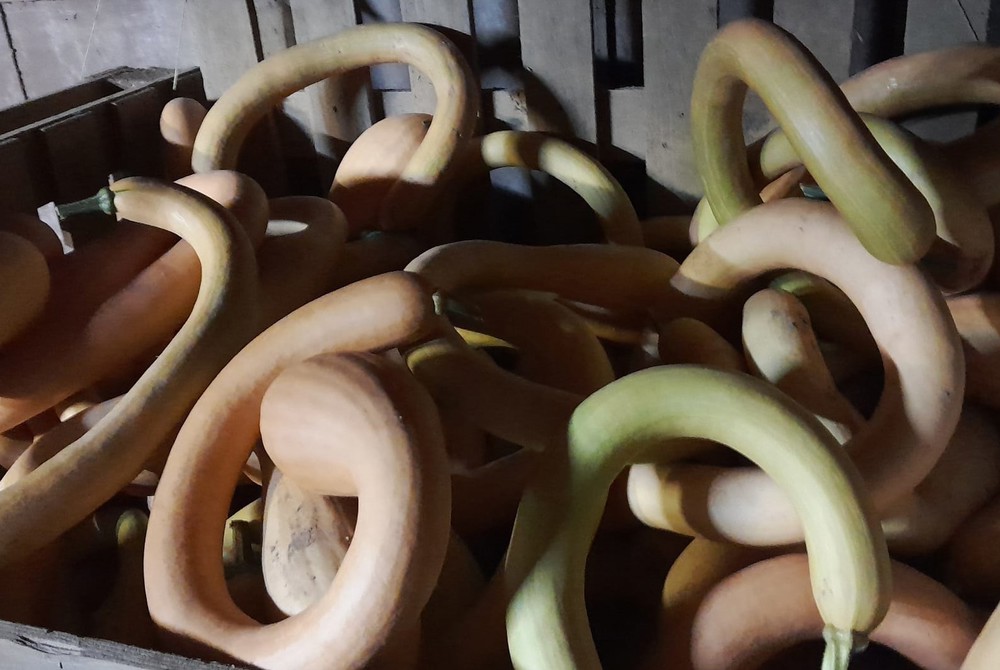 squash - Butternut Trombone
