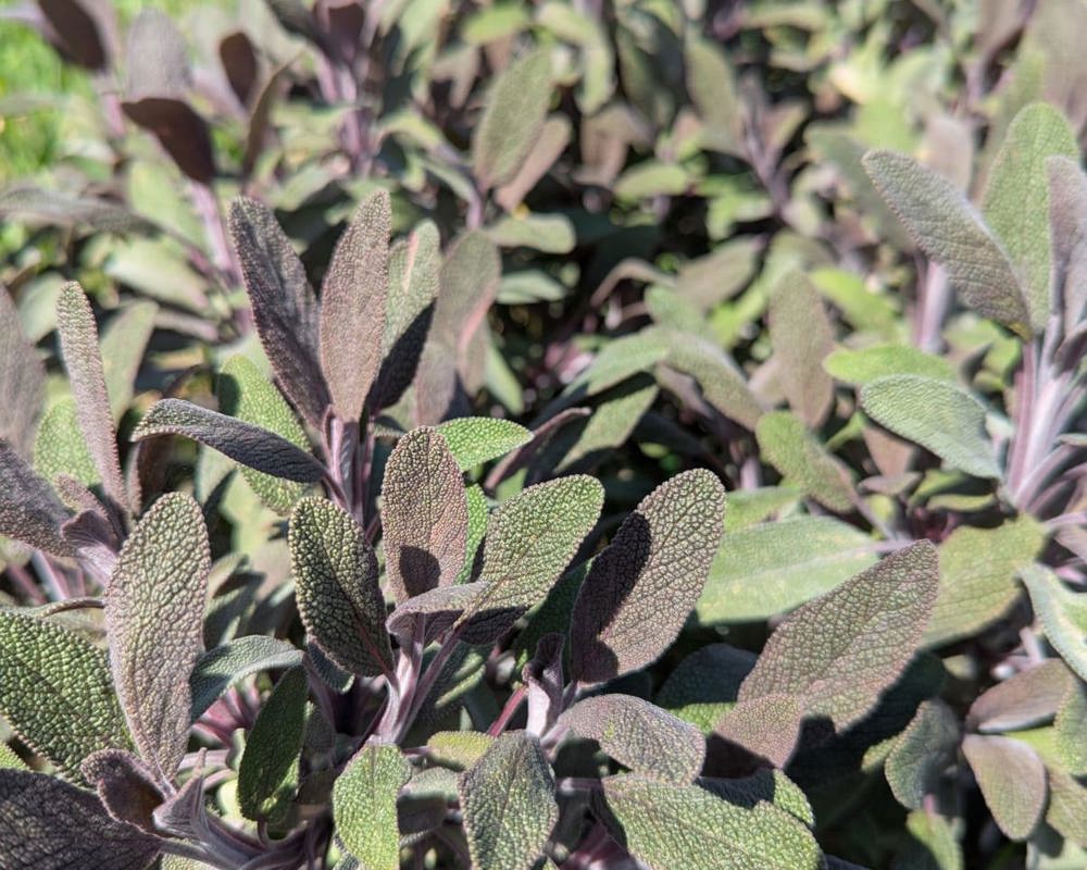 Purple Sage 20g