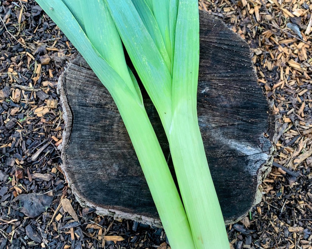 Organic Leeks