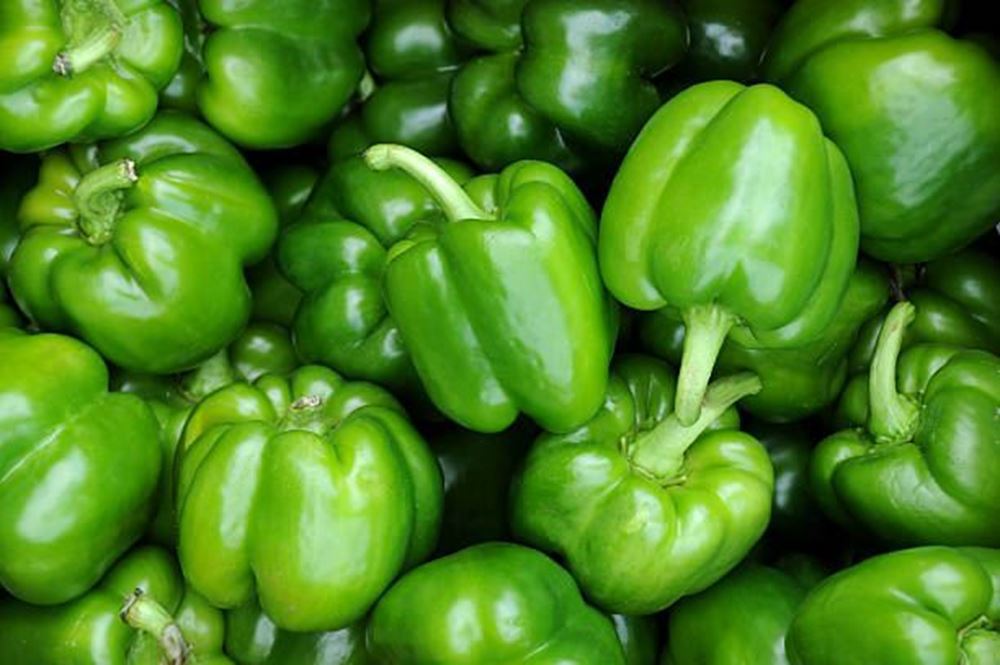 Pepper - Green Bell (Spain)