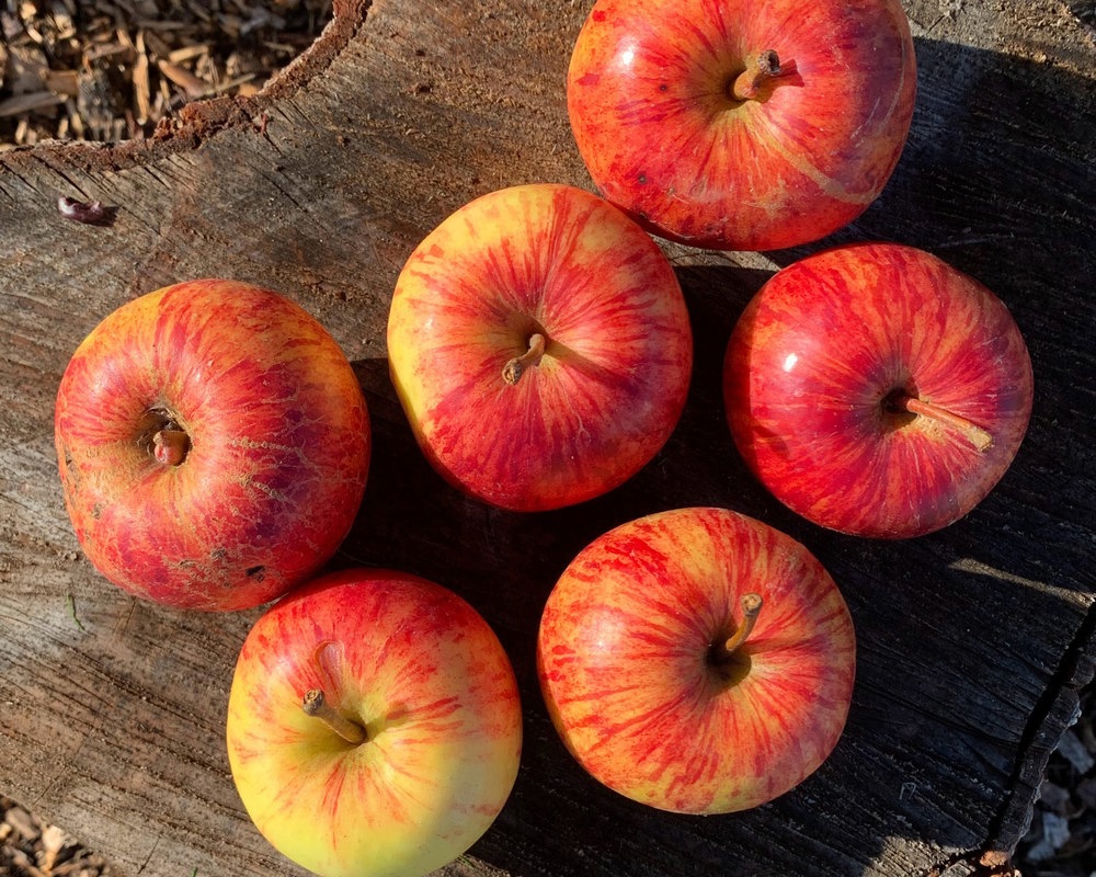 Seasonal Eating Apples