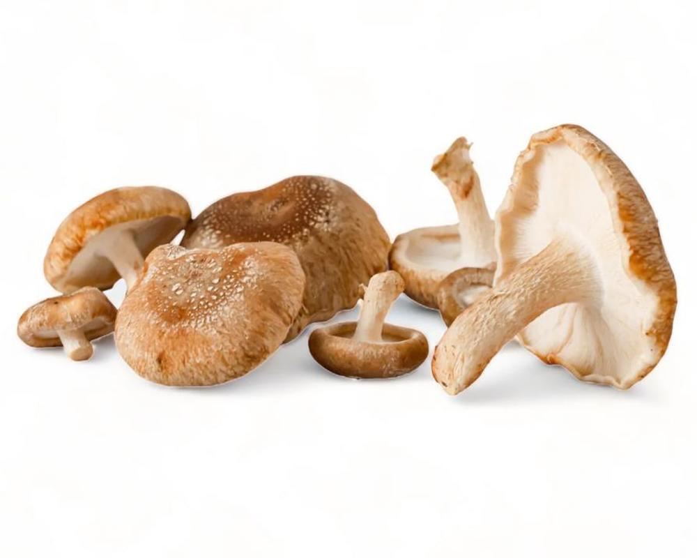 Mushrooms Shiitake