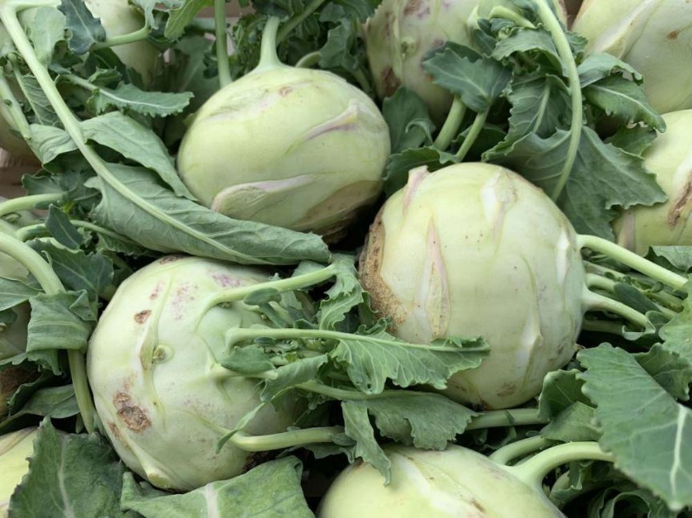 Kohl Rabi - Green (France)