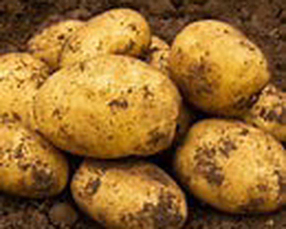 Potato. accord