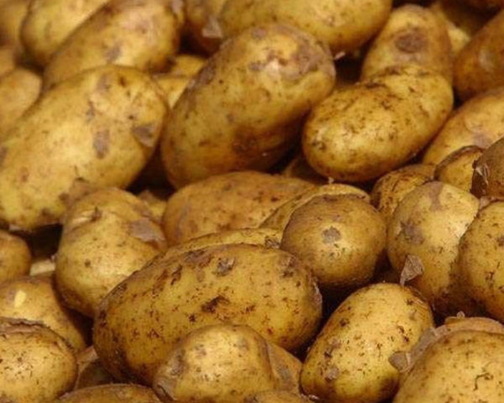 Potato: Marfona