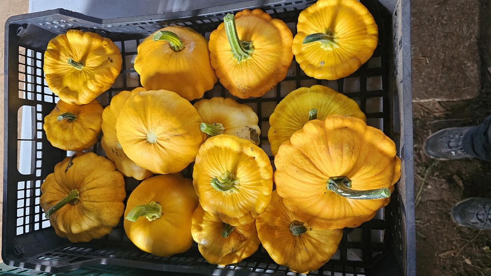 Patty Pan Squash