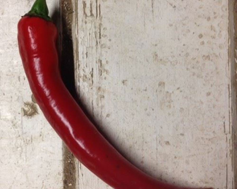 Chilli Pepper- Red