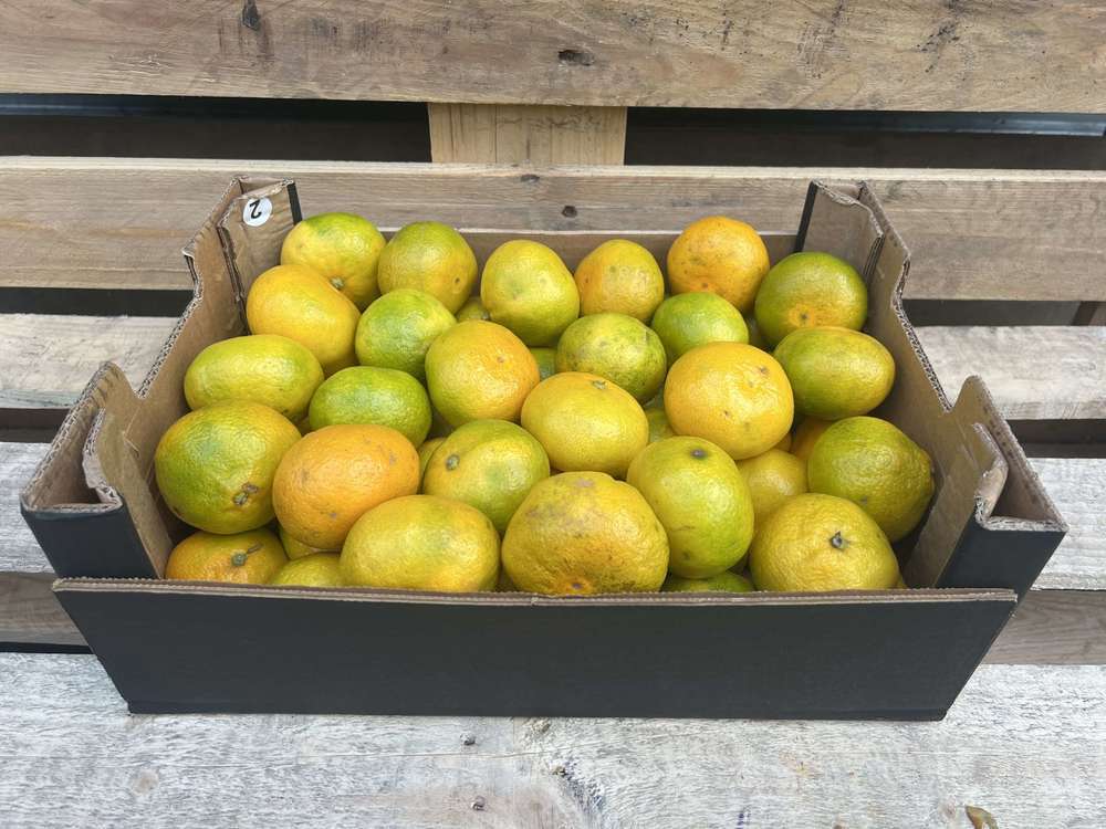 Mandarin Satsumas - Organic