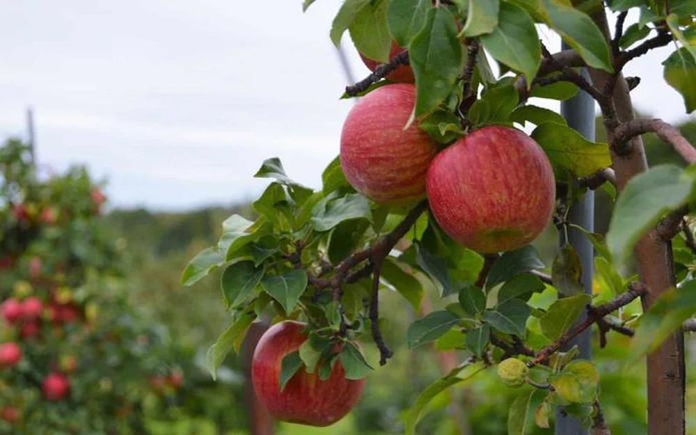 Royal Courtland Apple Tree