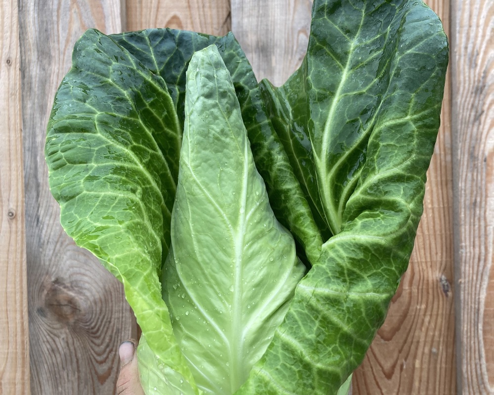 Cabbage - Pointed