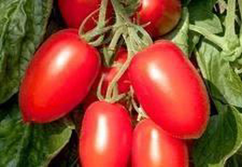 Tomato: Plum