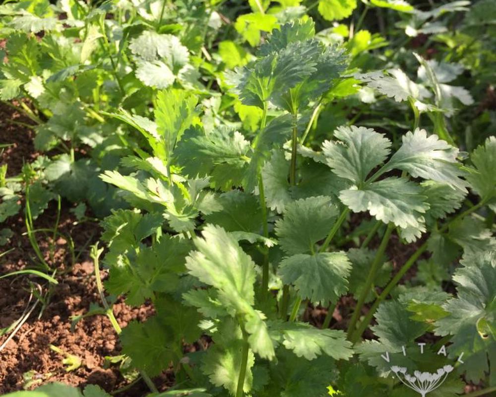 Coriander (Filtro)