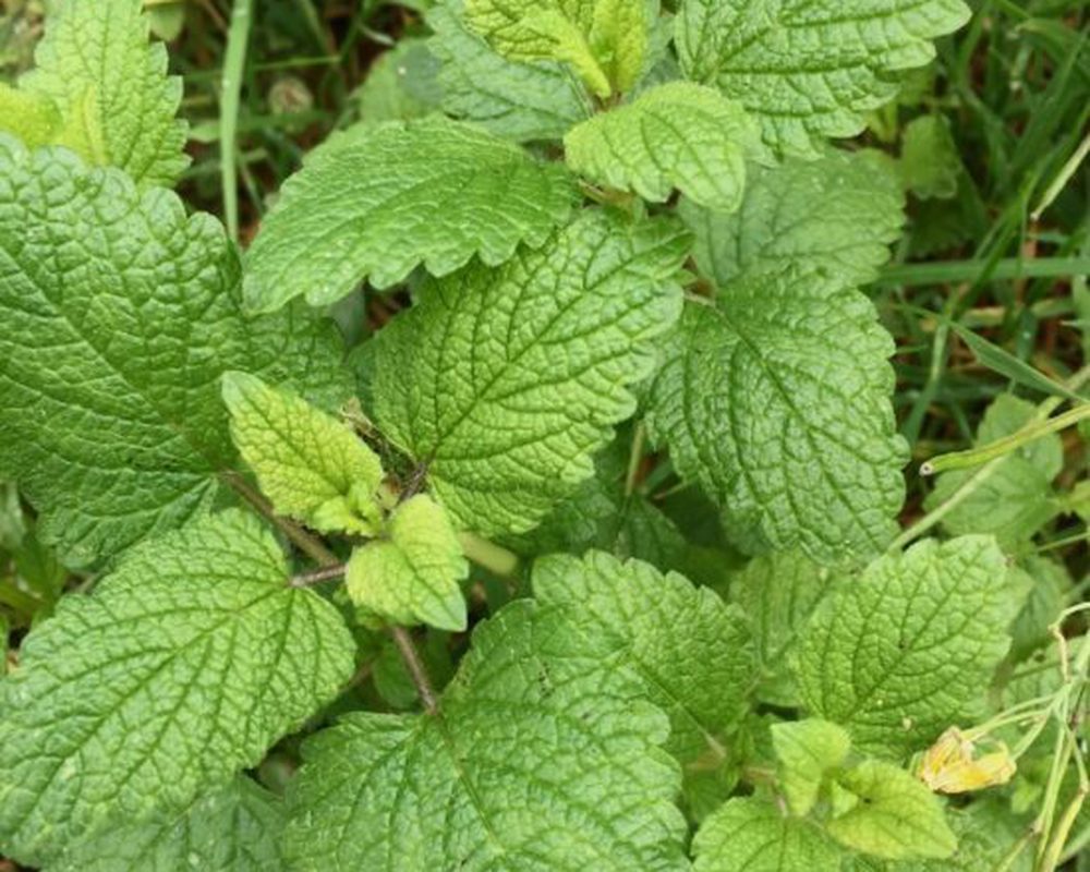 Herbs - Lemon Balm fresh