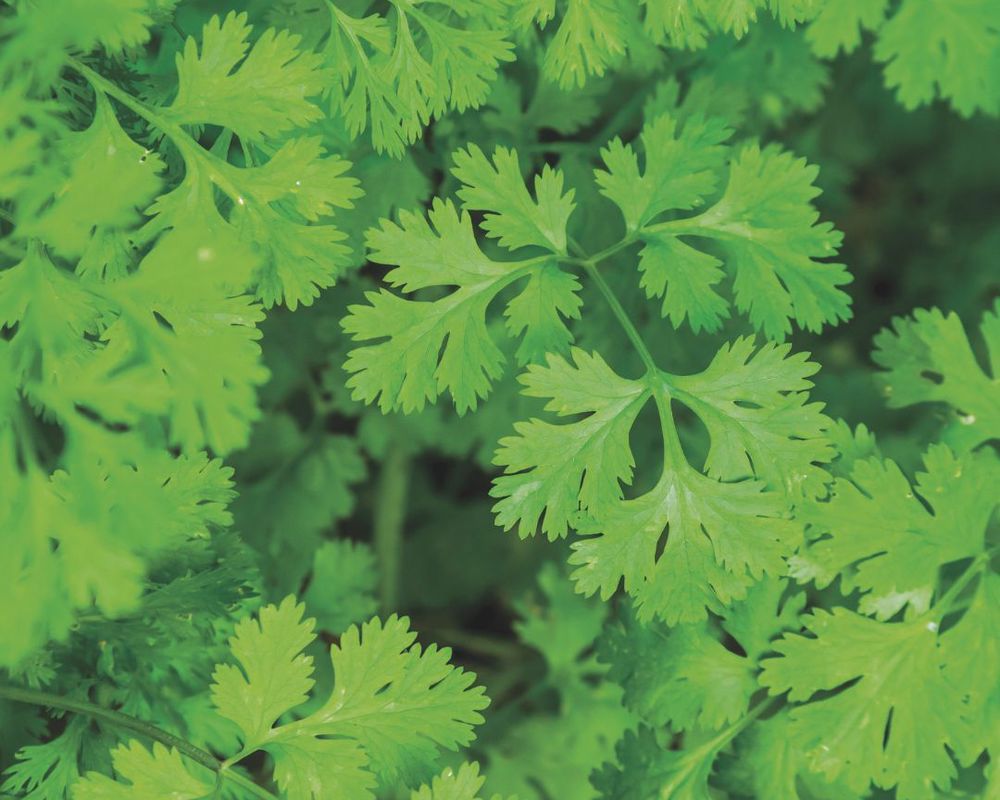 Coriander add on
