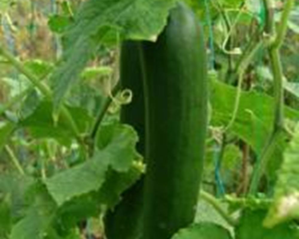 Cucumber - Organic ESP