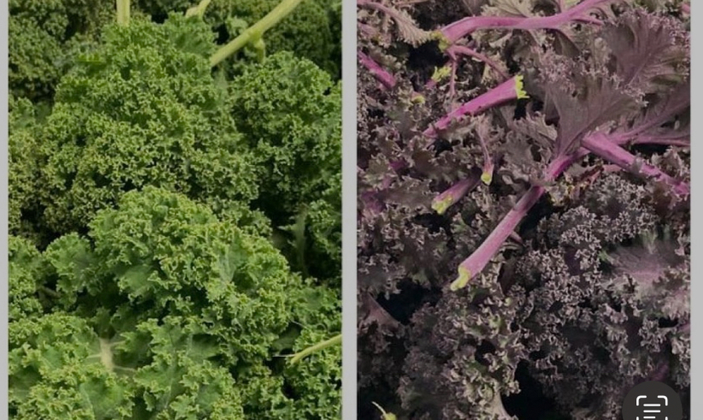 Kale (Mixed Green & Purple)