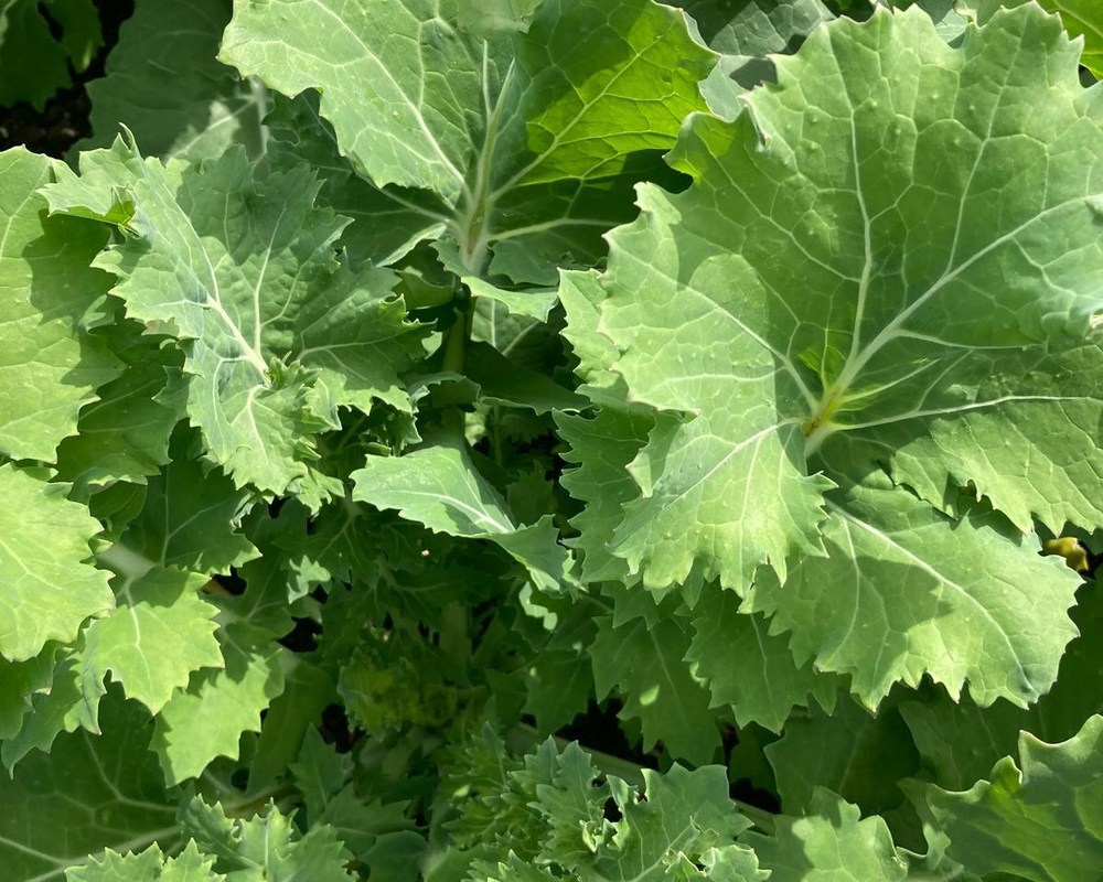 Kale (Mixed Green & Purple)