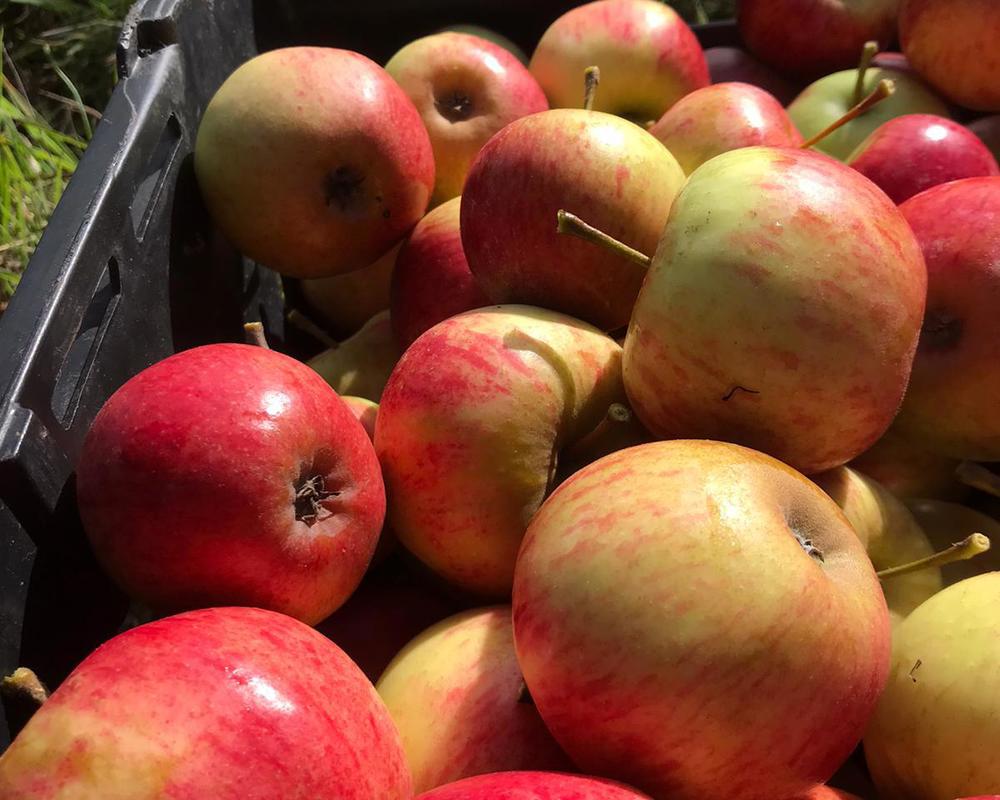 Apples - Elstar