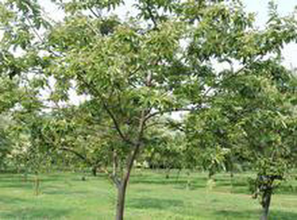 Chinese Chestnut Seedling