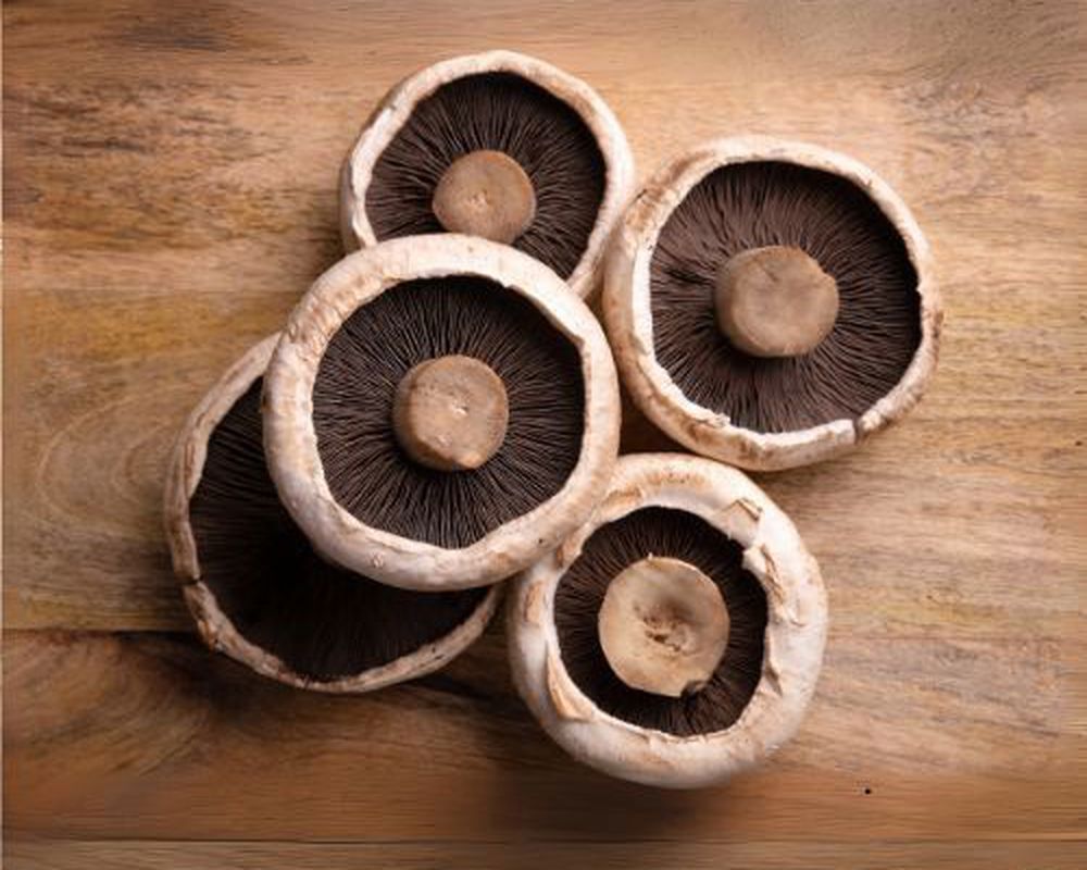 Portobello Mushroom