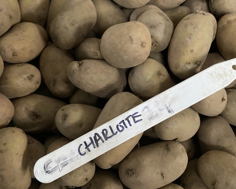 Seed Potato Charlotte