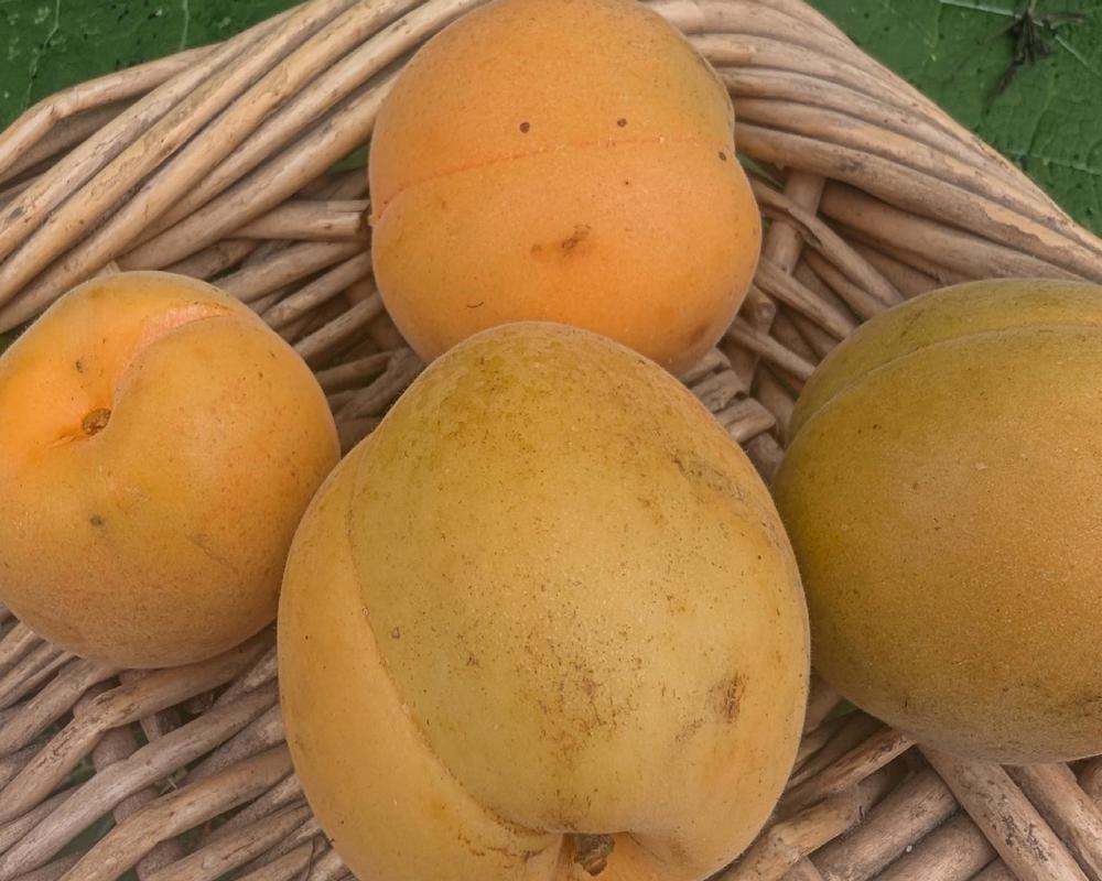 Apricots 250g (Own Grown)