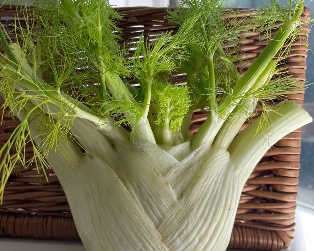 Fennel