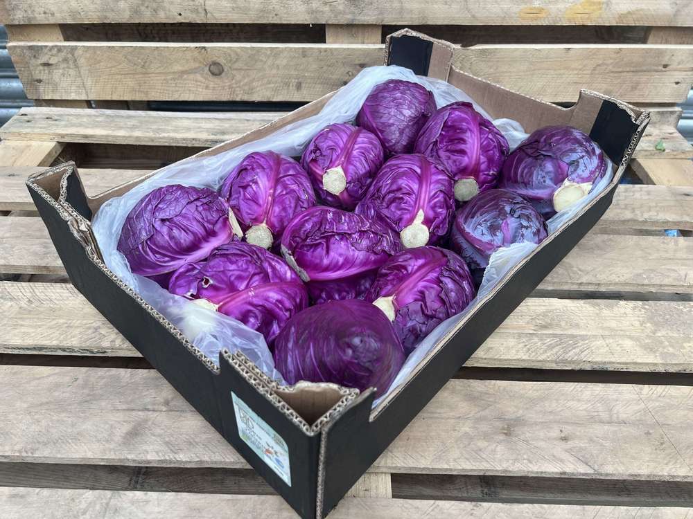 Organic Cabbage Pointed Red
