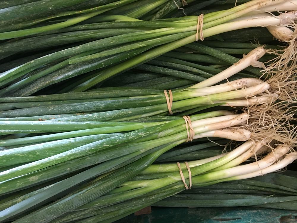 Spring onion