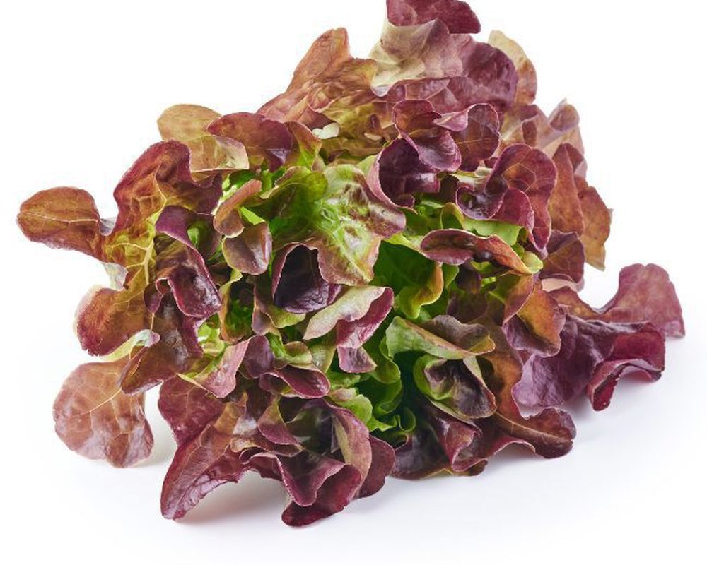Lettuce - Red Oakleaf Organic