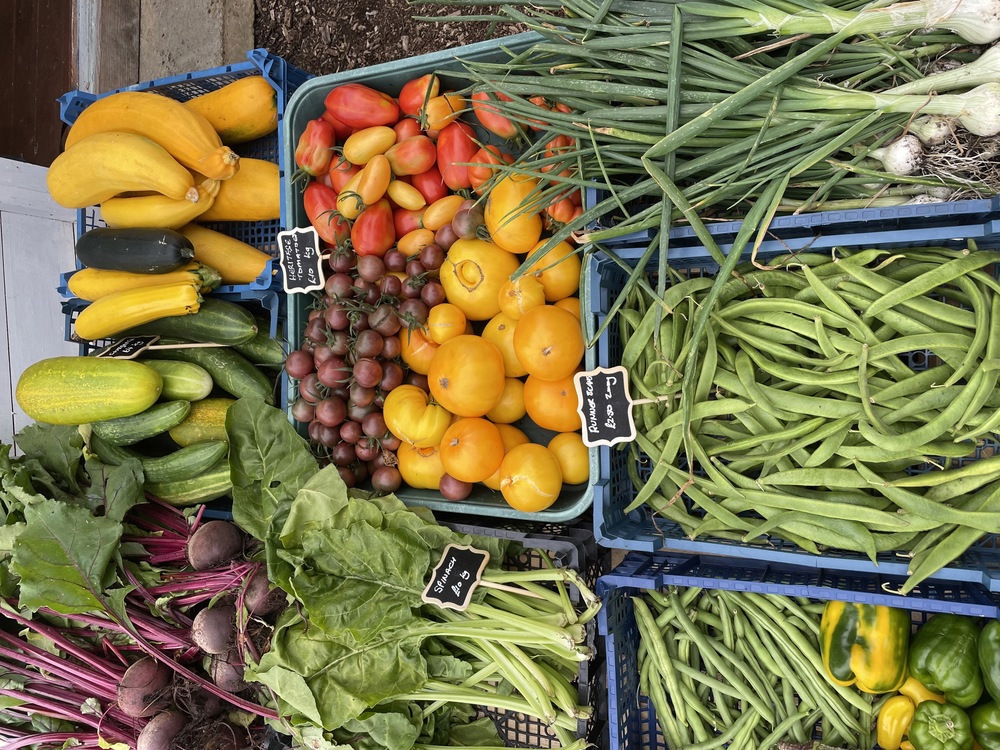 Courgettes