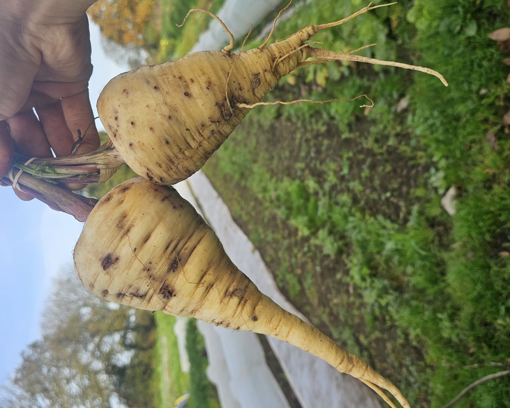 Parsnips