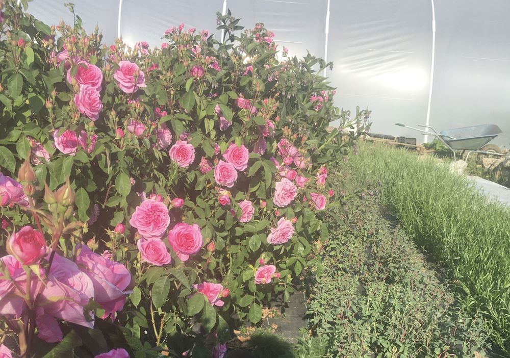 Rose bunch