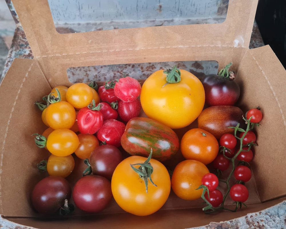 Rebel Farmer Tomato Revolution