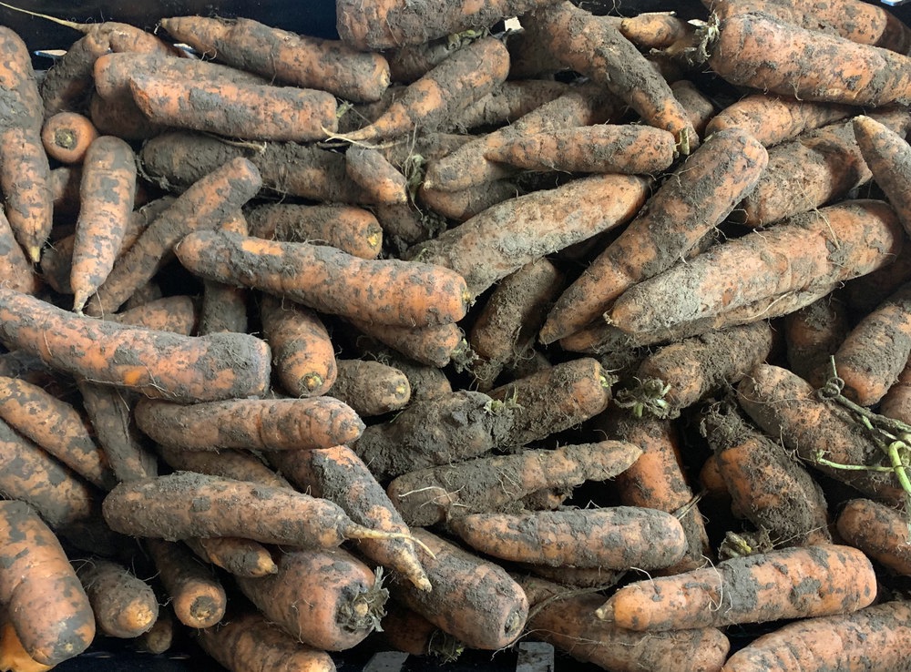 Carrots (dirty)