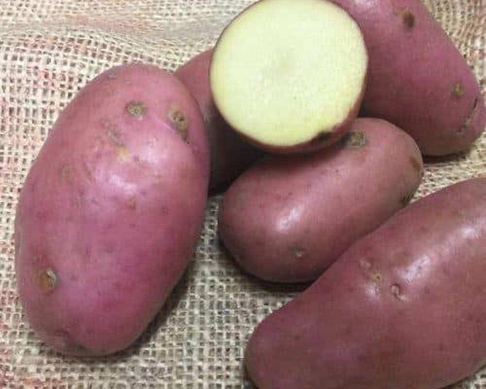 Potato: Red (Sarpo Axona)