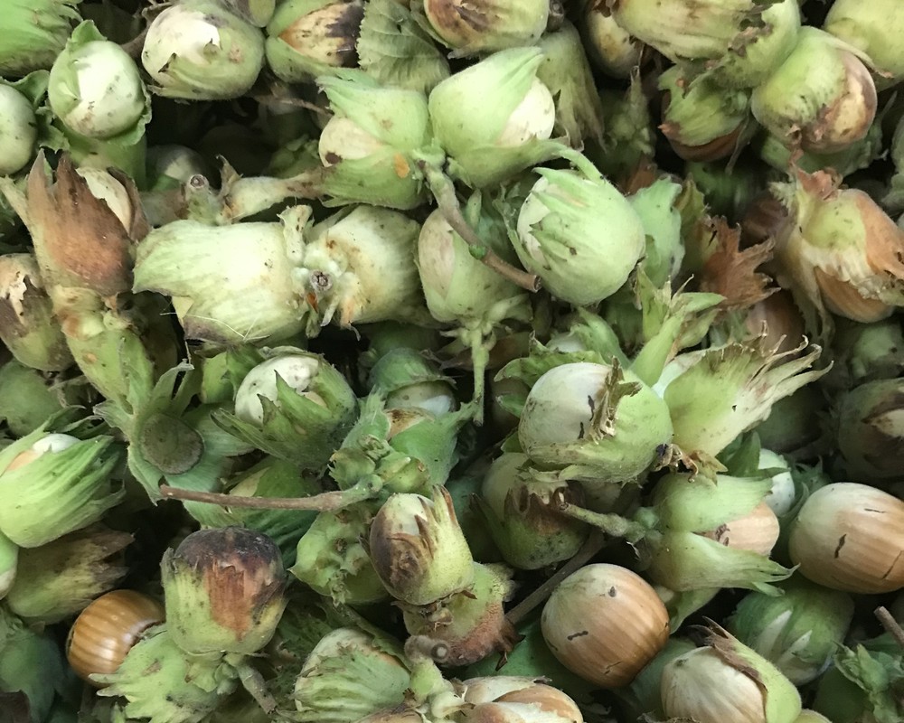 Hazelnuts