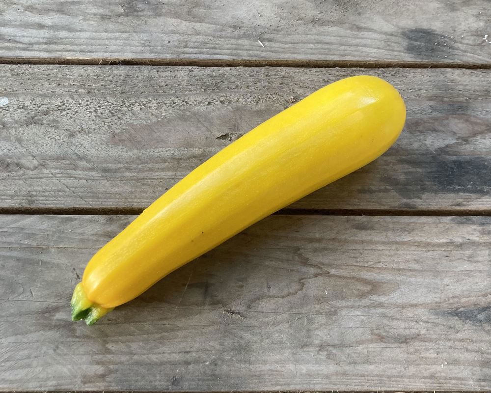 Yellow Courgette