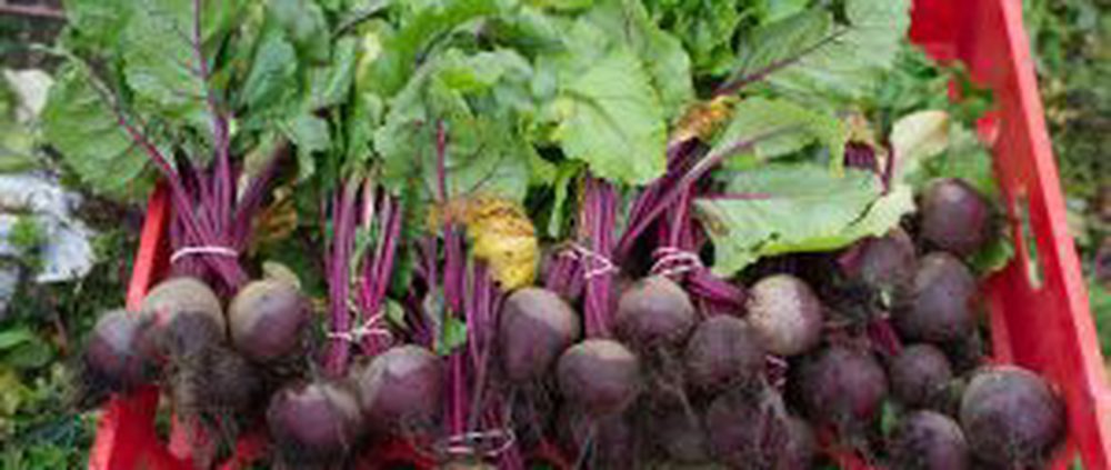 vBeetroot Bunched