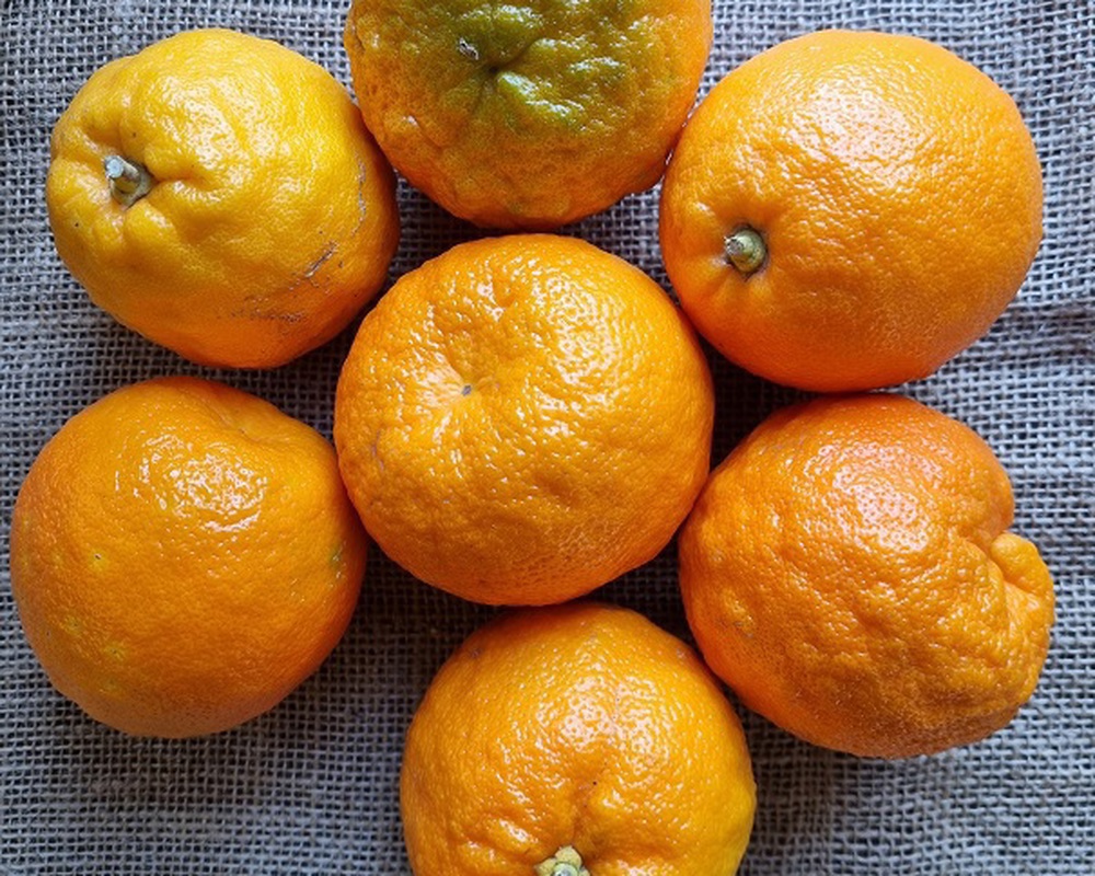 Seasonal Organic Marmalade Oranges - 1kg