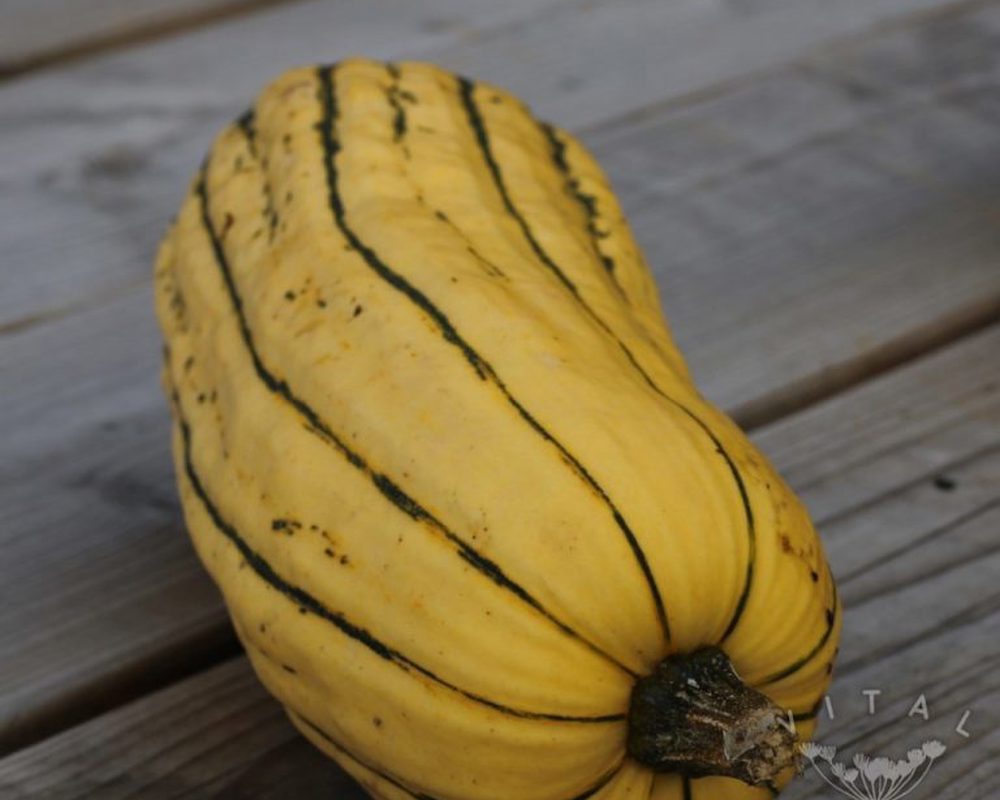 Squash Delicata