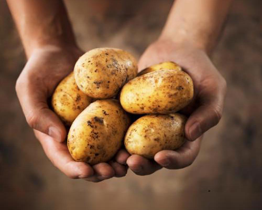 New Potatoes (Charlotte)