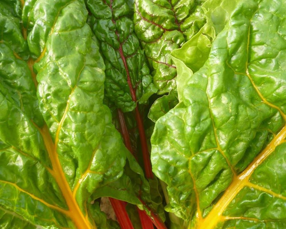 Chard, Rainbow - 240g