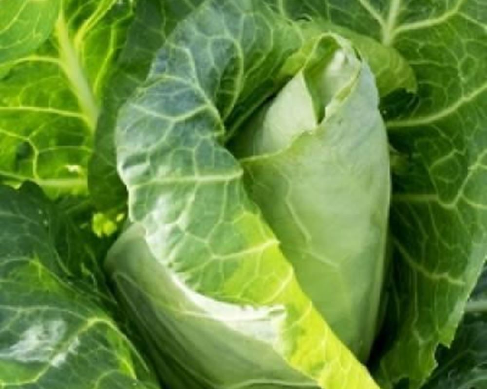 Cabbage - Pointed Hispi Organic ESP