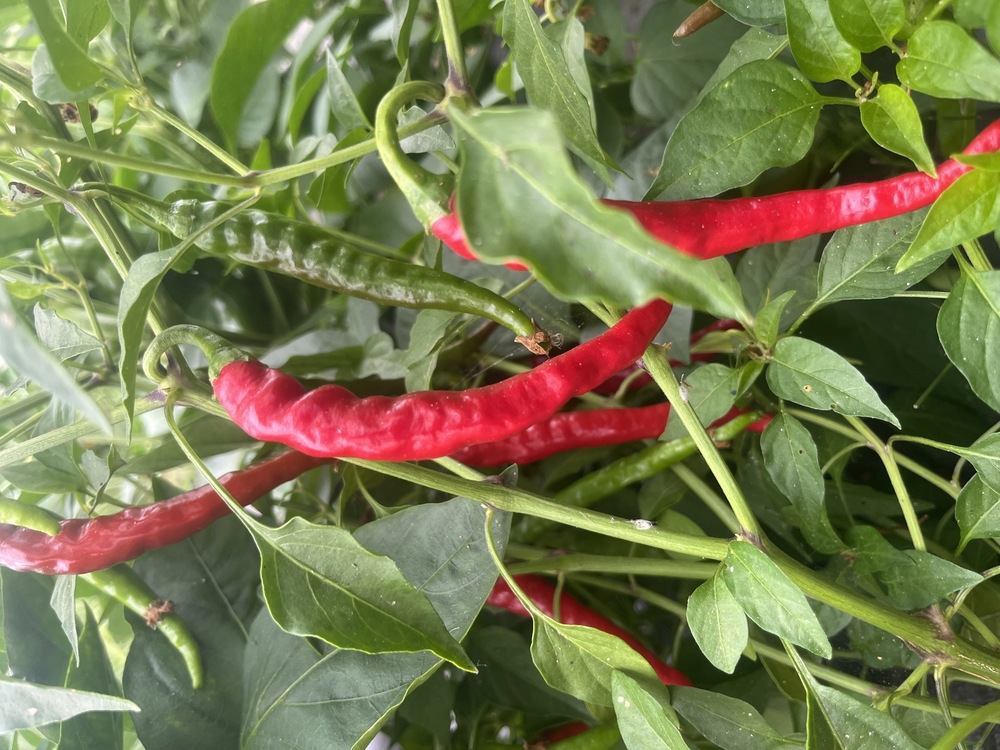 CHILLI ( CAYENNE)