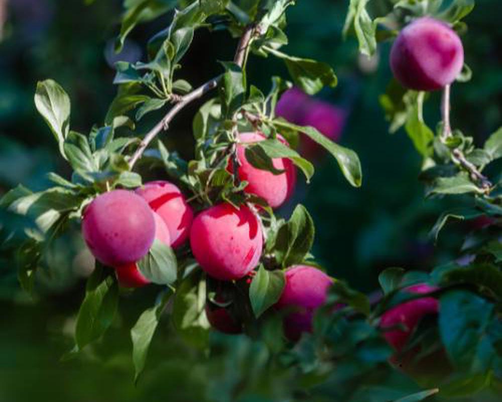 Plum, Victoria
