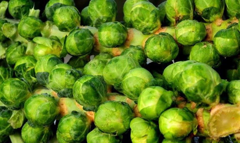 Brussel Sprouts